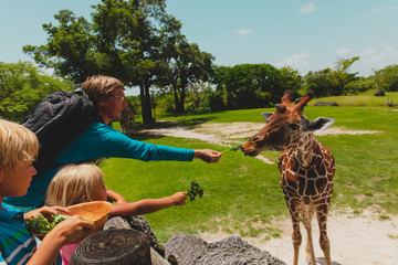 father and kids feeding giraffes in zoo - obrazy, fototapety, plakaty
