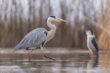 Grey Heron