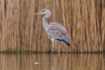 Grey Heron