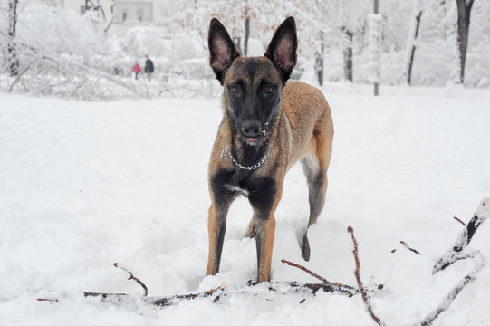 mammal, animal, dog, malinois, white, snow, winter, nature, belgian malinois, meadow, park, chain, purebred, working dog, obedient, young, canine, cute, cold, sheepdog, bushes, fawn, landscape, posing