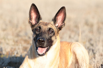 Spring Portrait of a beautiful dog breed Belgian Shepherd Malinois in the grass