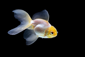 goldfish isolated on a dark black background