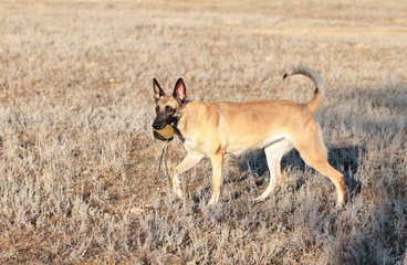 Dog with a ball of breed Belgian Shepherd Malinois in the grass