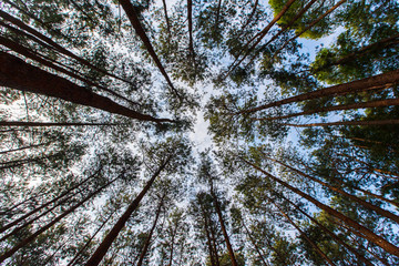 Pinus mugo - It is also known as creeping pine, dwarf mountain pine, mugo pine