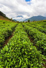 Fototapeta na wymiar Green tea leaves. Close up. Tea plantations,