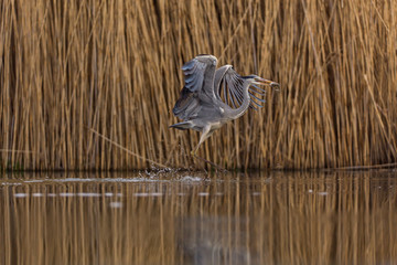 Grey Heron
