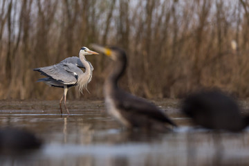 Grey Heron