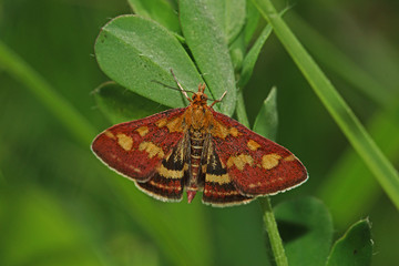 27.06.2018 DE, NRW, Nonnenbach Purpurroter Znsler Pyrausta purpuralis