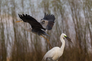 Grey Heron