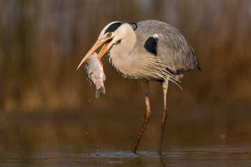 Grey Heron
