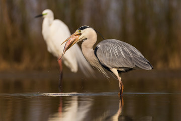 Grey Heron