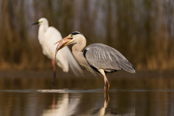 Grey Heron