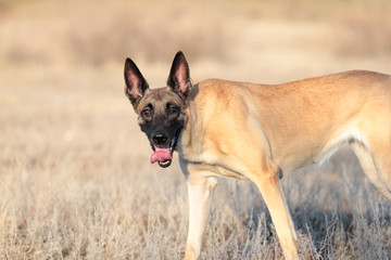 Spring Portrait of a beautiful dog breed Belgian Shepherd Malinois in the grass