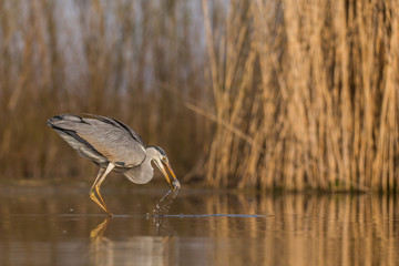 Grey Heron