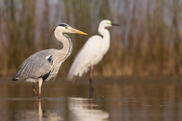 Grey Heron