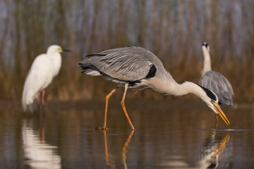 Grey Heron
