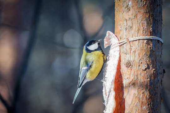 hungry wild bird titmouse on a tree in spring forest