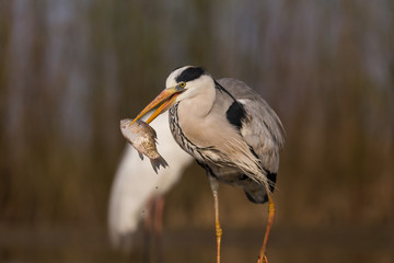 Grey Heron