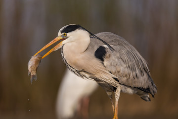 Grey Heron