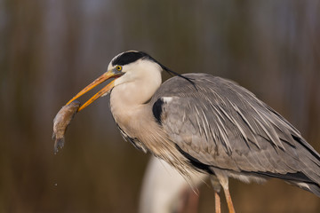 Fototapeta premium Grey Heron