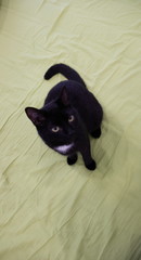 cat in the apartment