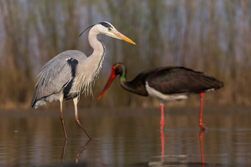 Grey Heron