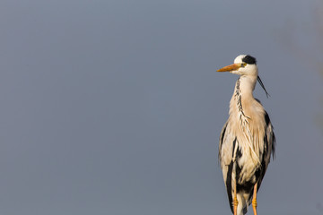 Grey Heron