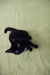 cat in the apartment