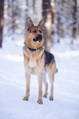 Fototapeta na wymiar Dog walks in the Park in winter
