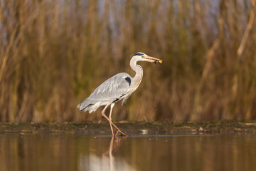 Grey Heron