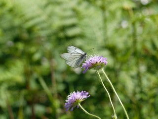 Papillon le Gazé ou Piéride de l'Aubépine (Aporia crataegi)