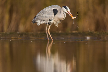 Grey Heron
