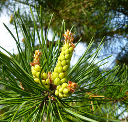 Pine branch blooming in spring. Yellow inflorescence fluffy sprout. Scots pine branches covered with yellow pollen male cones buds. Mediterranean pine (umbrella, parasol or Italian stone) blossom. 