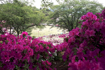ツツジ　初夏