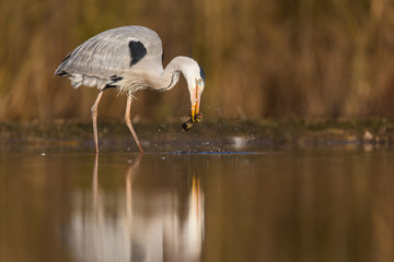 Grey Heron
