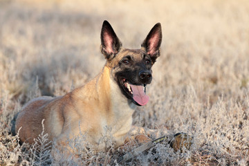 Spring Portrait of a beautiful dog breed Belgian Shepherd Malinois in the grass