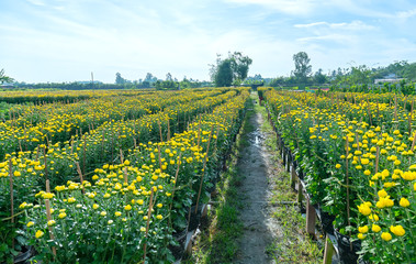 Fototapeta premium Garden above water of Yellow Daisies, they are planted hydroponic and are blooming waiting for harvest in the flower village