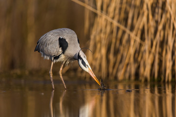 Grey Heron