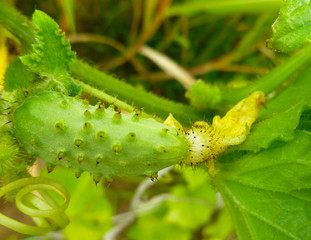 Green yang small cucuvber growing in greenhouse