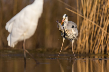 Grey Heron
