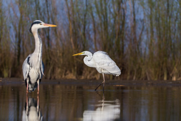 Grey Heron