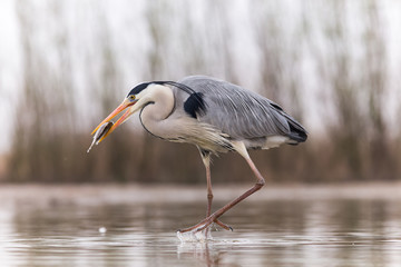 Grey Heron