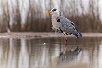 Fototapeta premium Grey Heron