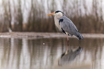Grey Heron