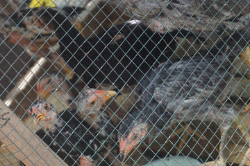 hens in cages