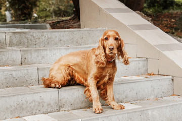 English cocker spaniel in autumn park