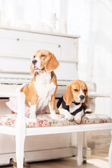 Dressed beagle dogs sitting in beautiful interior