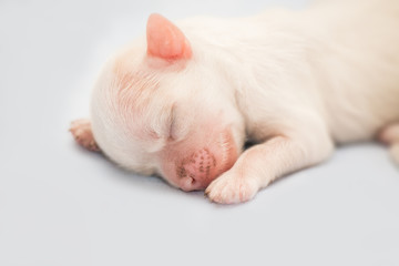 Fototapeta na wymiar Newborn puppy. Shih-tzu dog