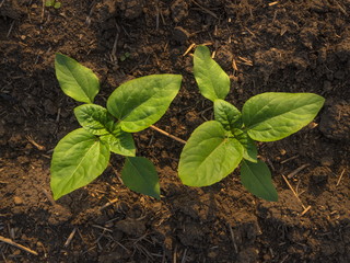 Green sprouts crop. Spring field of green sunflower sprouts. Agricultural grounds.