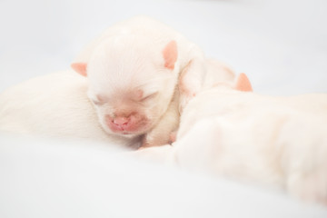 Fototapeta na wymiar Newborn puppy. Shih-tzu dog